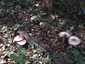 Tintaszagú csiperke (Agaricus moelleri), Somogy